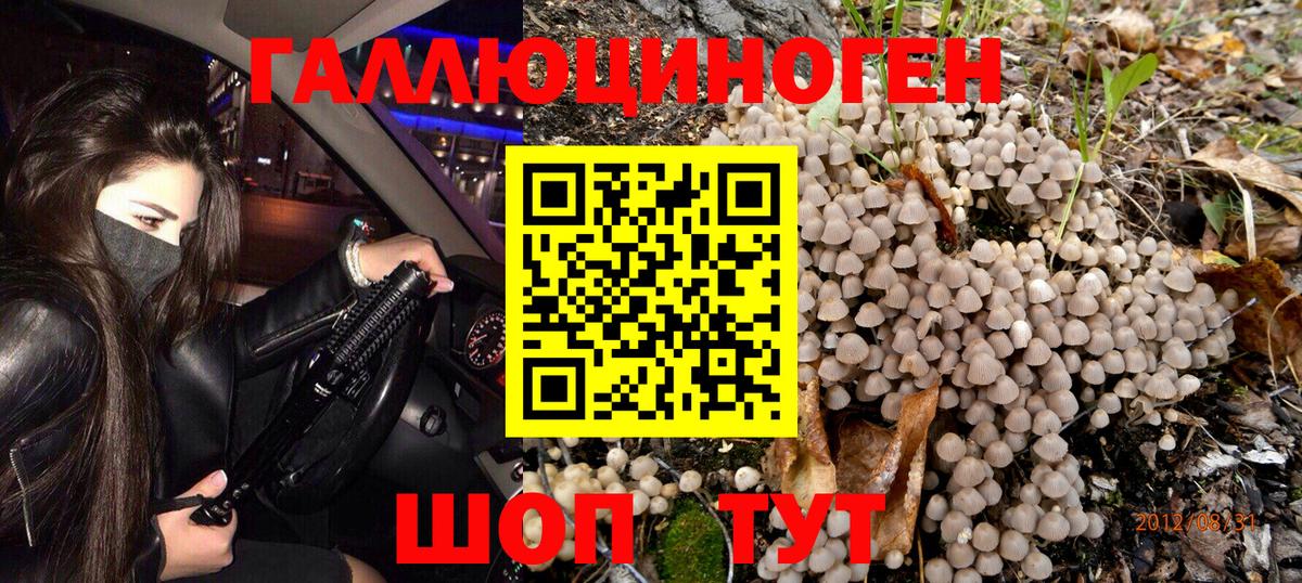 Псилоцибиновые грибы Psilocybine cubensis Алейск